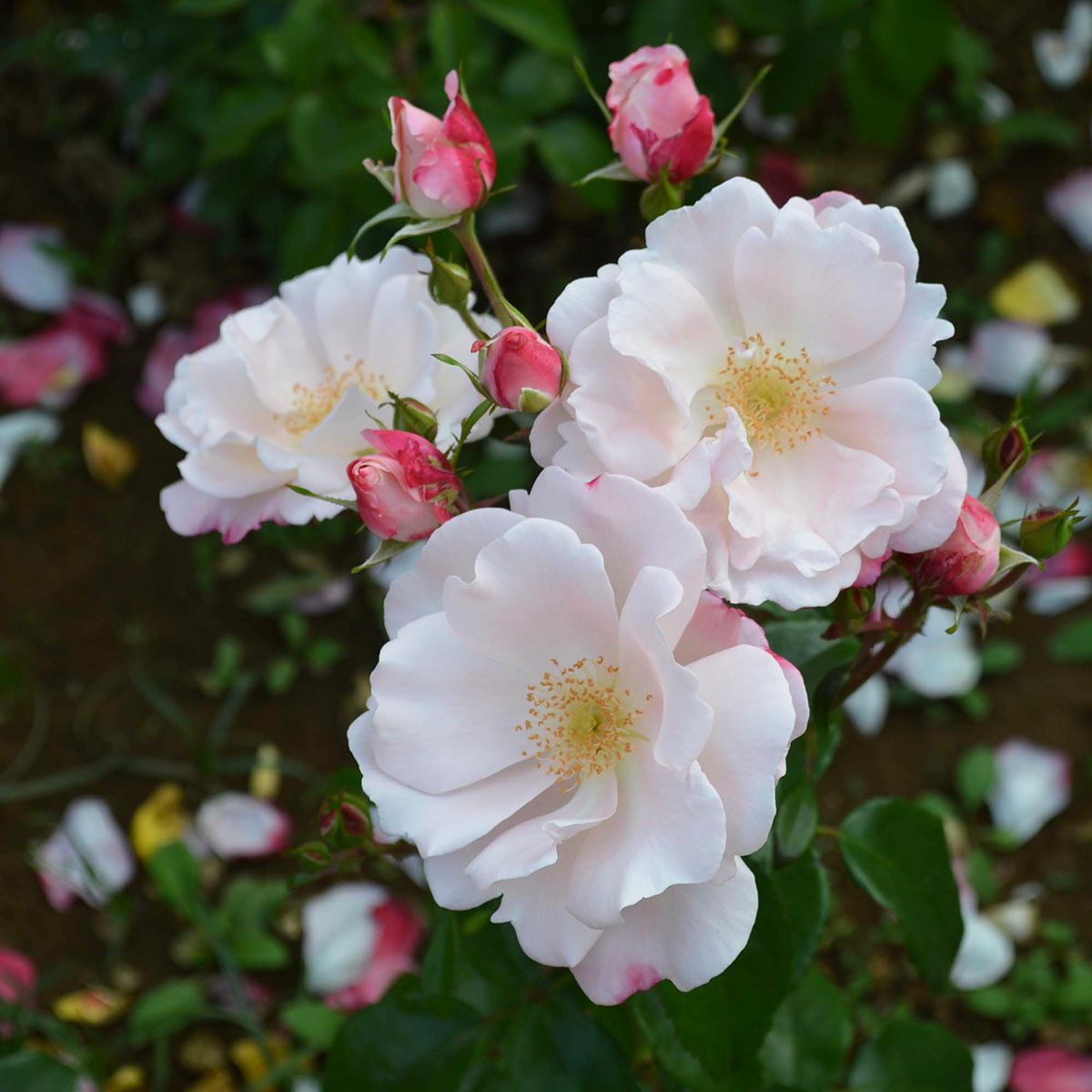 バラ苗 【グレーテル】 (大苗) フロリバンダ 四季咲き 中輪 複色系