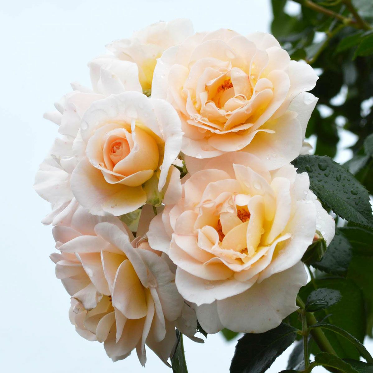 バラ苗 【シリウス】 (大苗) つるバラ 四季咲き 中輪 白系 タンタウ