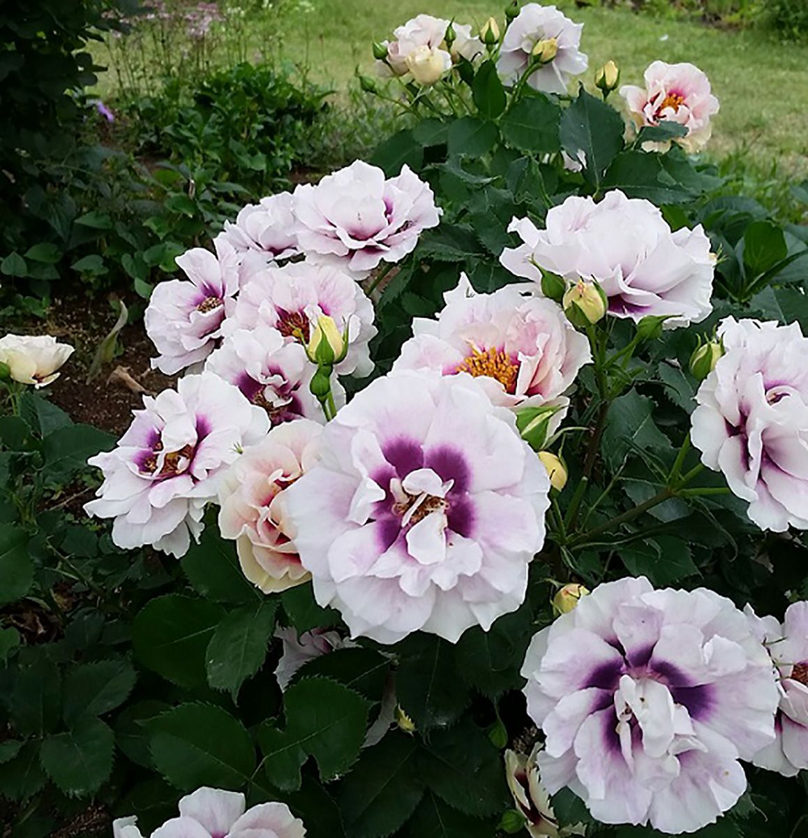 バラ苗 アイズフォーユー