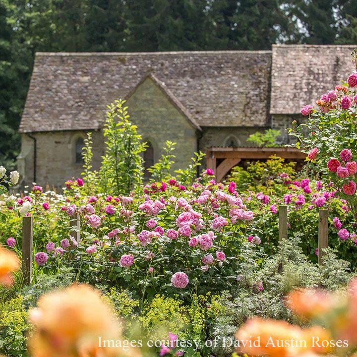 バラ苗ジエンシェントマリナー