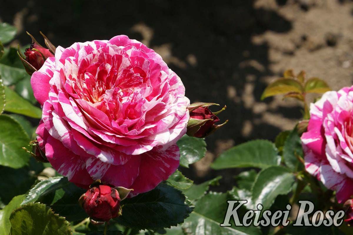 バラ苗トイトイトイ！