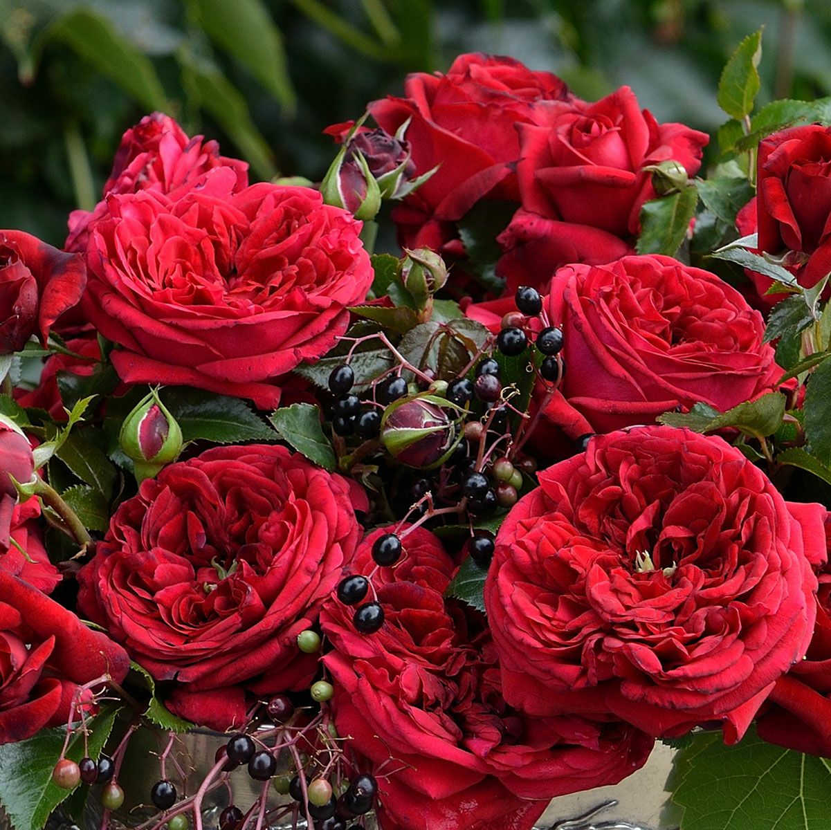 予約苗 バラ苗 【リパブリックドゥモンマルトル】 (新苗) シュラブ 半