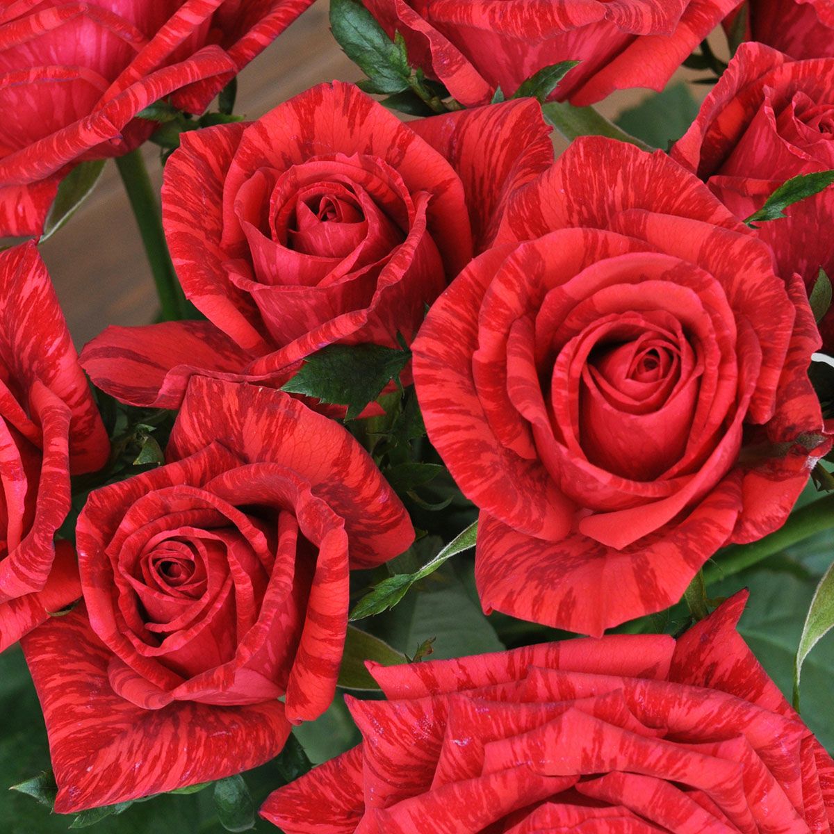 バラ苗 レッドインテューション