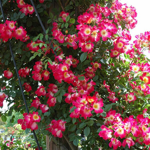 バラ苗 【カクテル】 (アウトレット苗) つるバラ 四季咲き 中輪 複色系