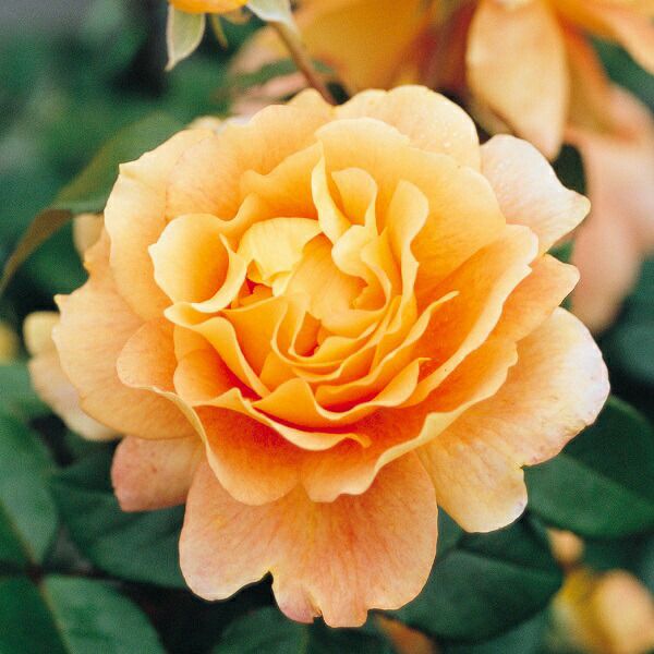 バラ苗 【万葉 (まんよう)】 (アウトレット苗) フロリバンダ 四季咲き