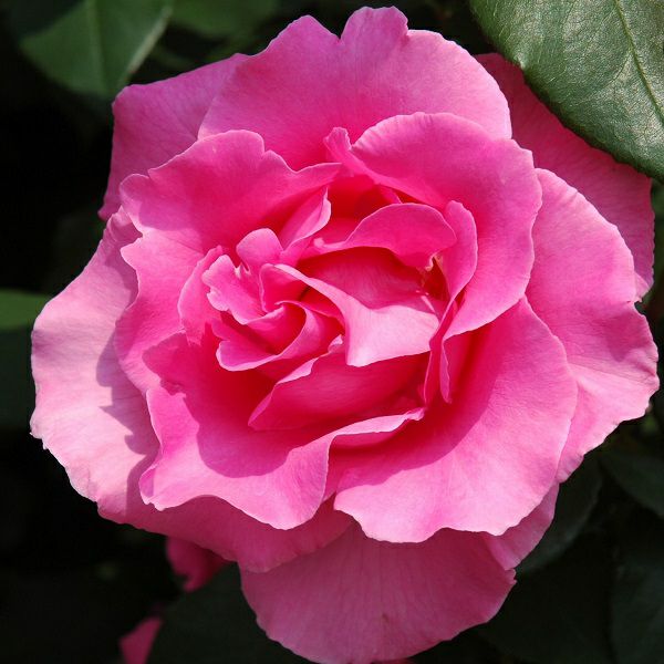 000000010015-01.jpg?size=m&w=