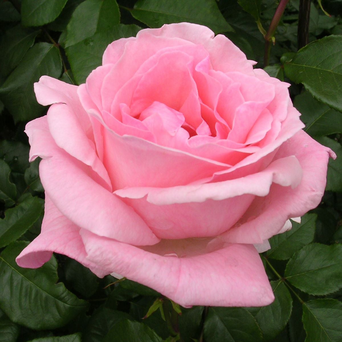 バラ苗 【クイーンエリザベス (クィーンエリザベス)】 (大苗