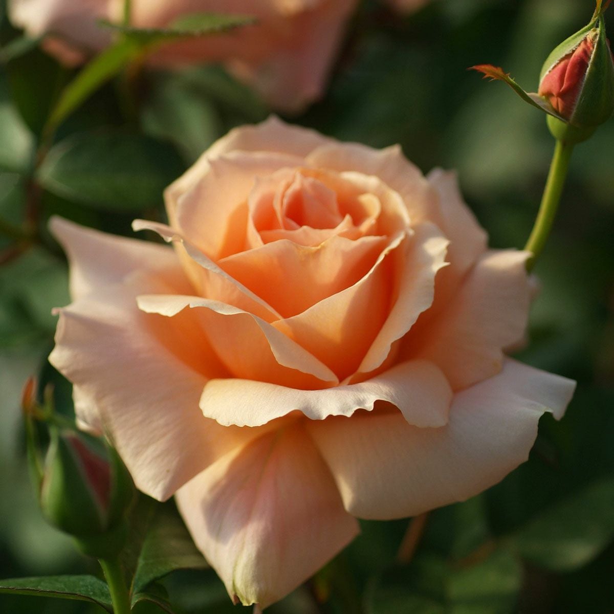 バラ苗 【アプリコットキャンディ】 (大苗) ハイブリッドティー