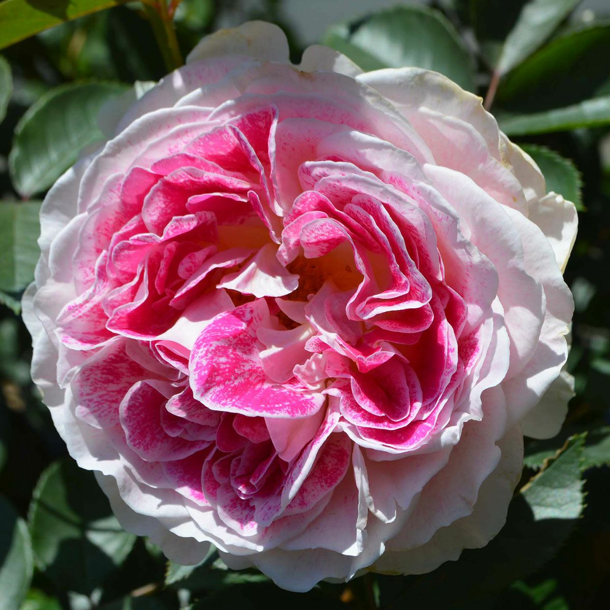 バラ苗 【ホリデーアイランドピオニー】 (大苗) ハイブリッドティー