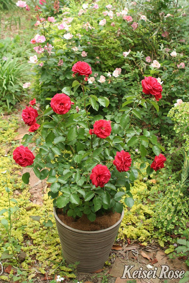 バラ苗スカーレットボニカ