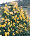 バラ苗サハラ’98