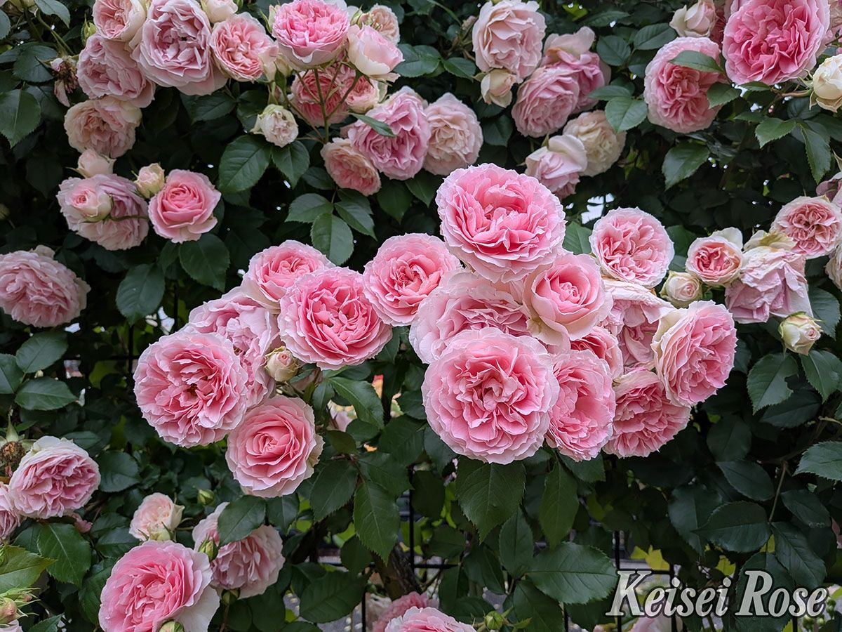 バラ苗アミロマンティカ