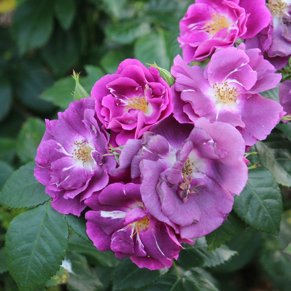 バラ苗 【ラプソディインブルー】 (アウトレット苗) シュラブ 半つる性