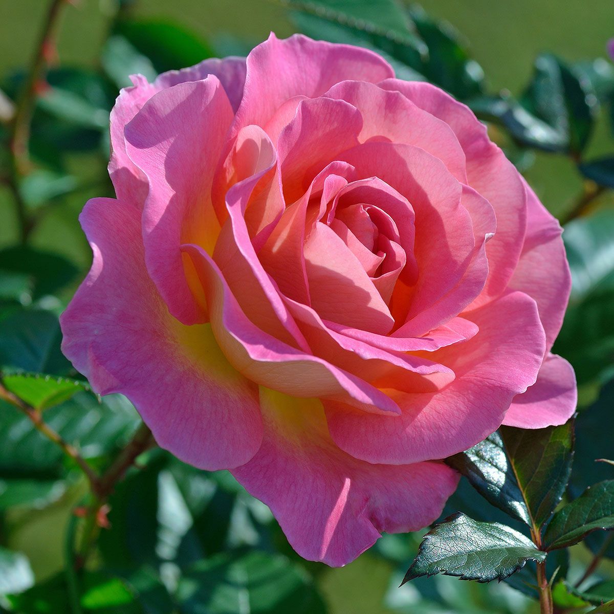 予約苗 バラ苗 【ピンクパラダイス】 (大苗裸苗) ハイブリッドティー