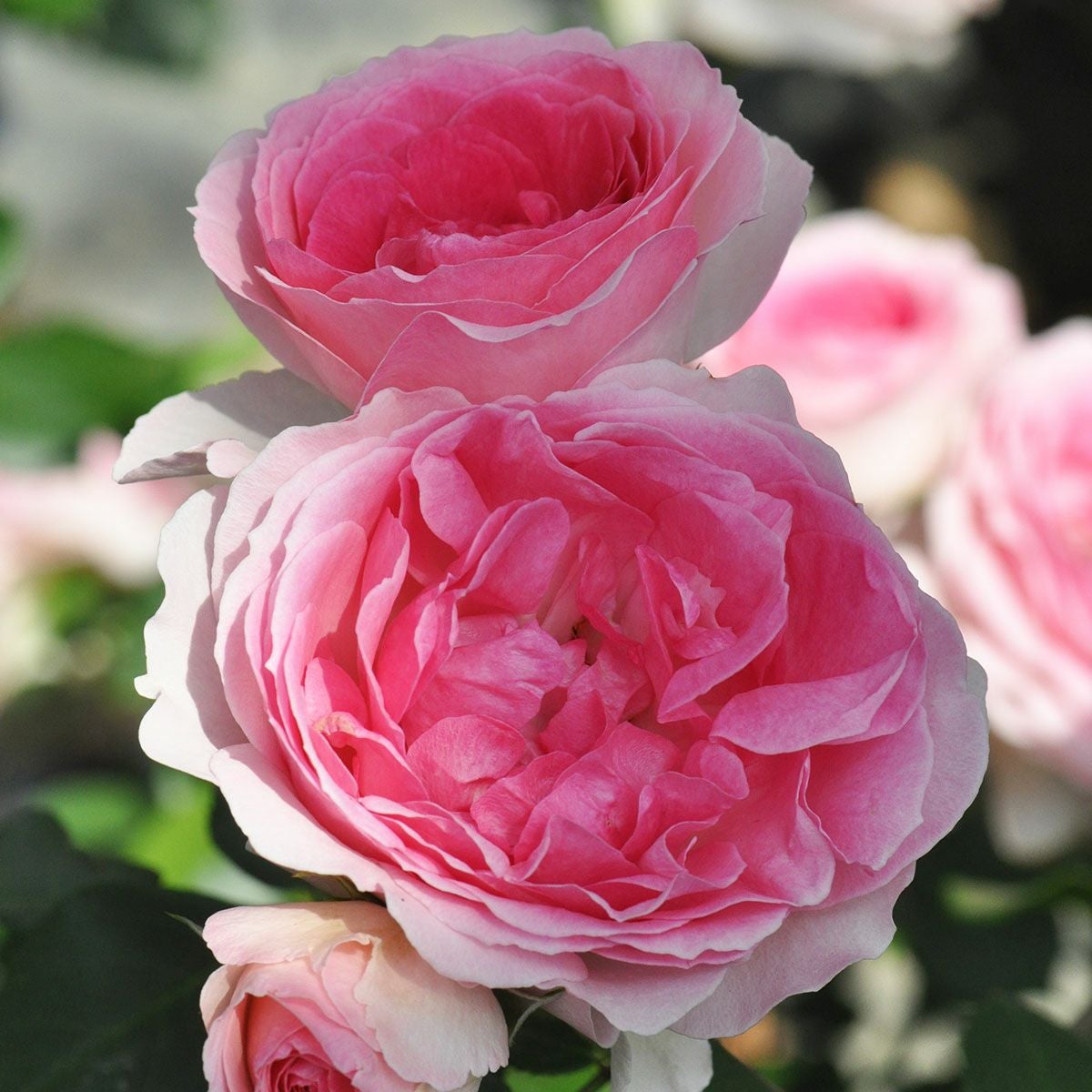 バラ苗大苗（ニルプ） | THE ROSE SHOP｜バラ専門店 ザローズショップ