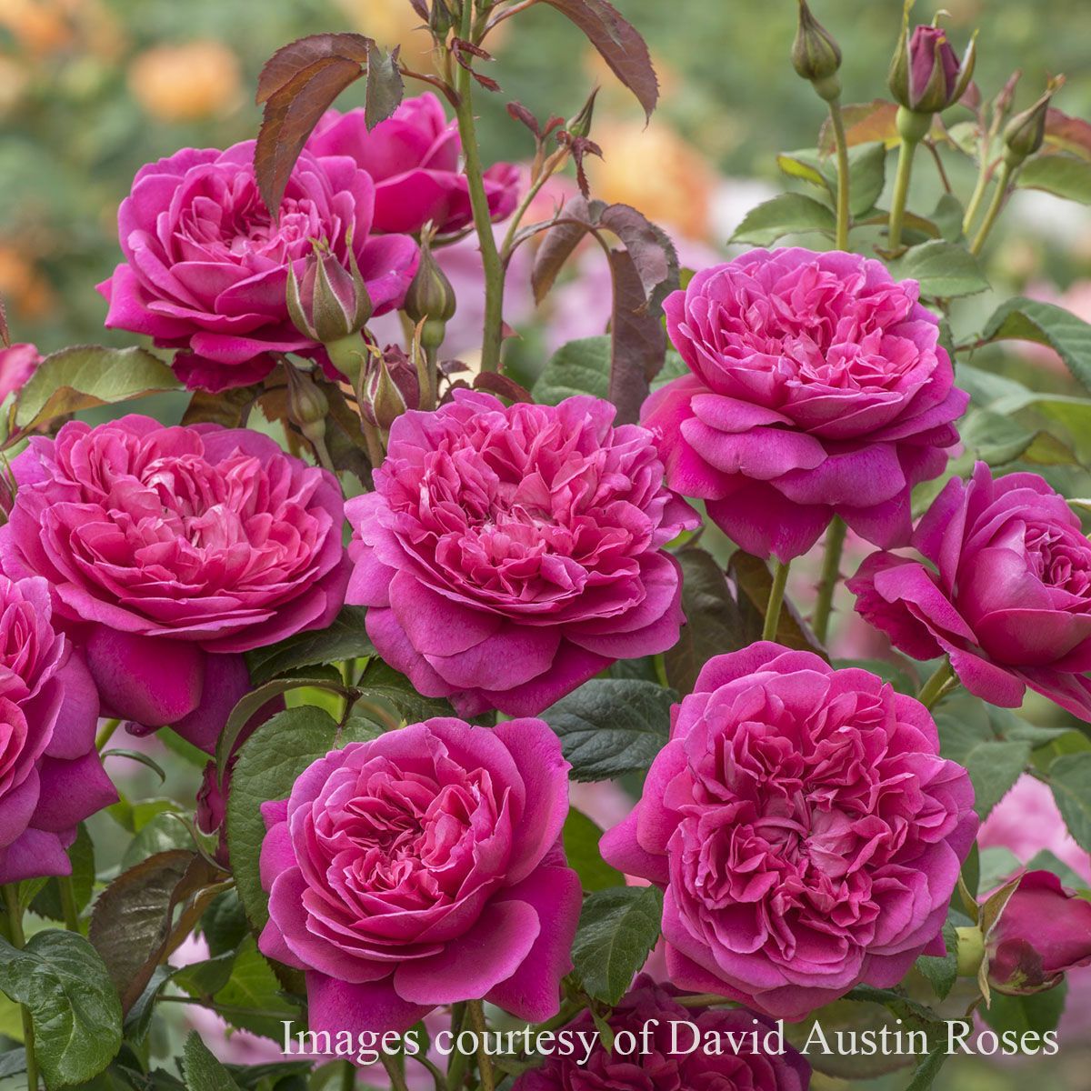 バラ苗 【ジェームズLオースチン (ジェームズエルオースチン)】 (大苗