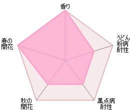 バラ苗ムンステッドウッド