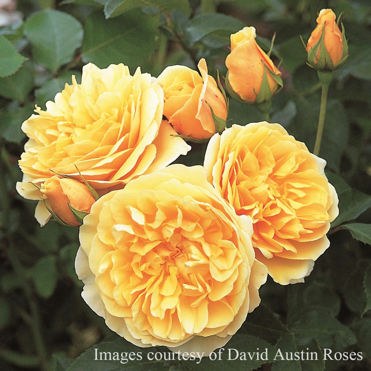 バラ苗】 | THE ROSE SHOP｜バラ専門店 ザローズショップ 本店 - バラ