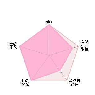 バラ苗ザポエッツワイフ