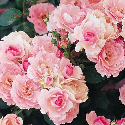 バラ苗ボニカ’82