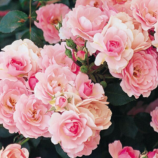 バラ苗ボニカ’82