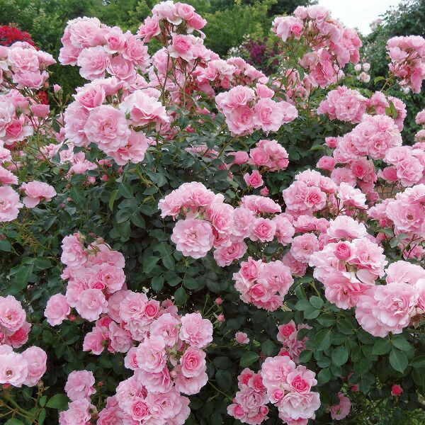 バラ苗ボニカ’82