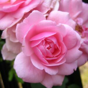 バラ苗ボニカ’82