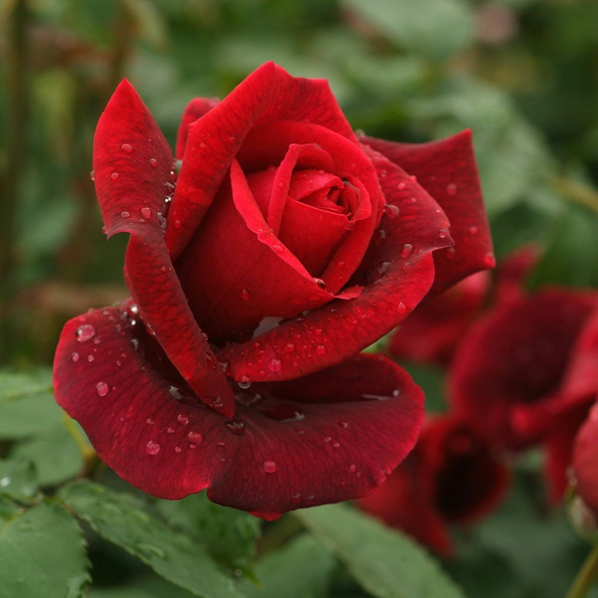 バラ苗 【パパメイアン】 (アウトレット苗) ハイブリッドティー