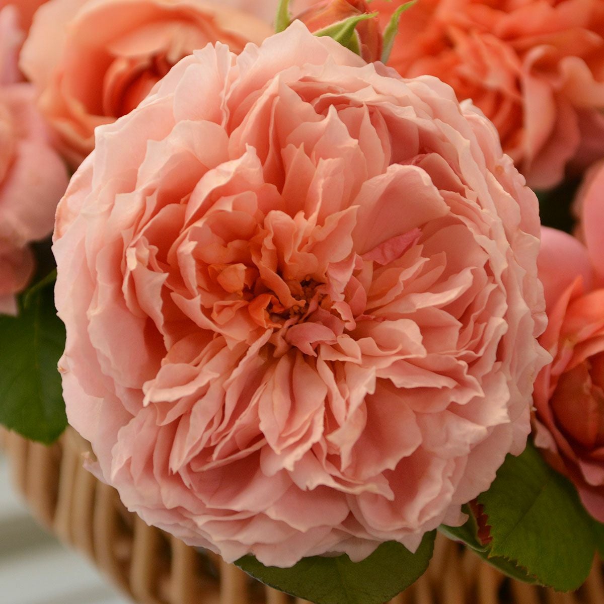 バラ苗 ムーランドラギャレット