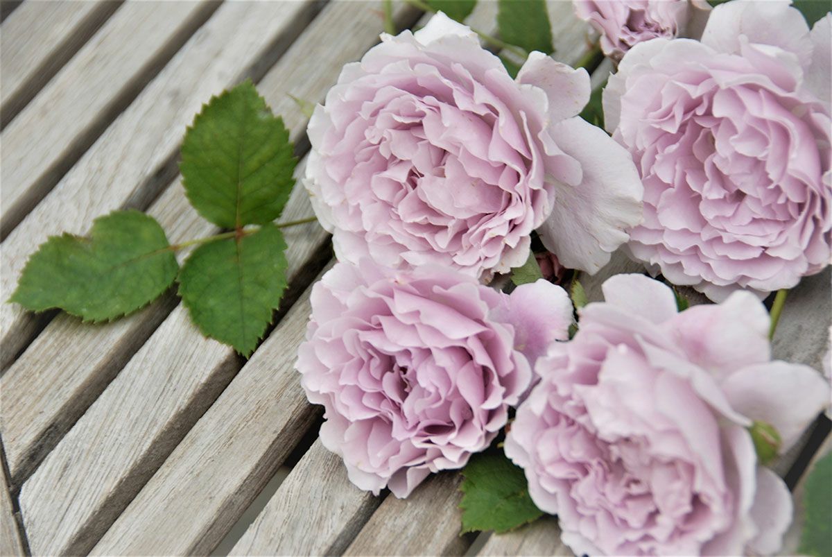 バラ苗 リベルラ