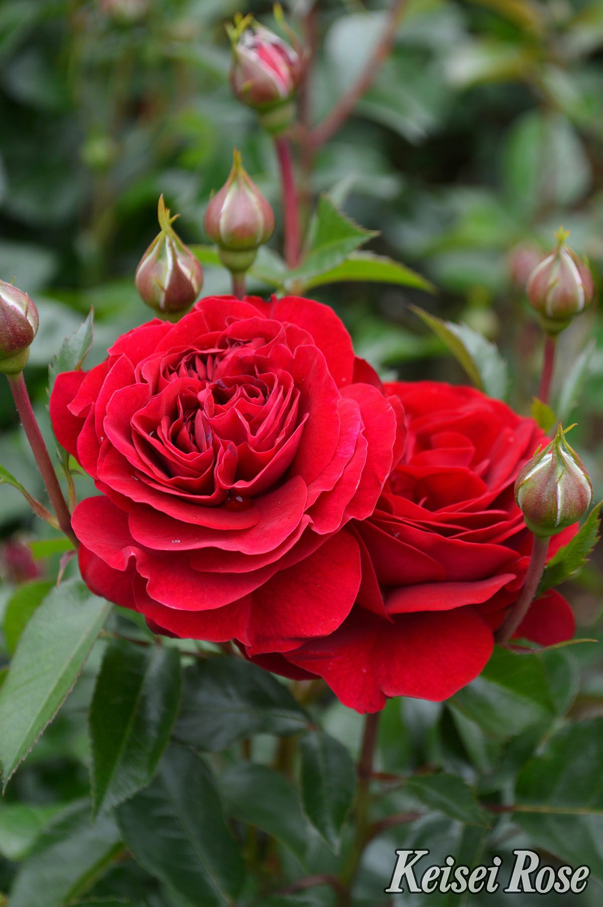 バラ苗ディープボルドー