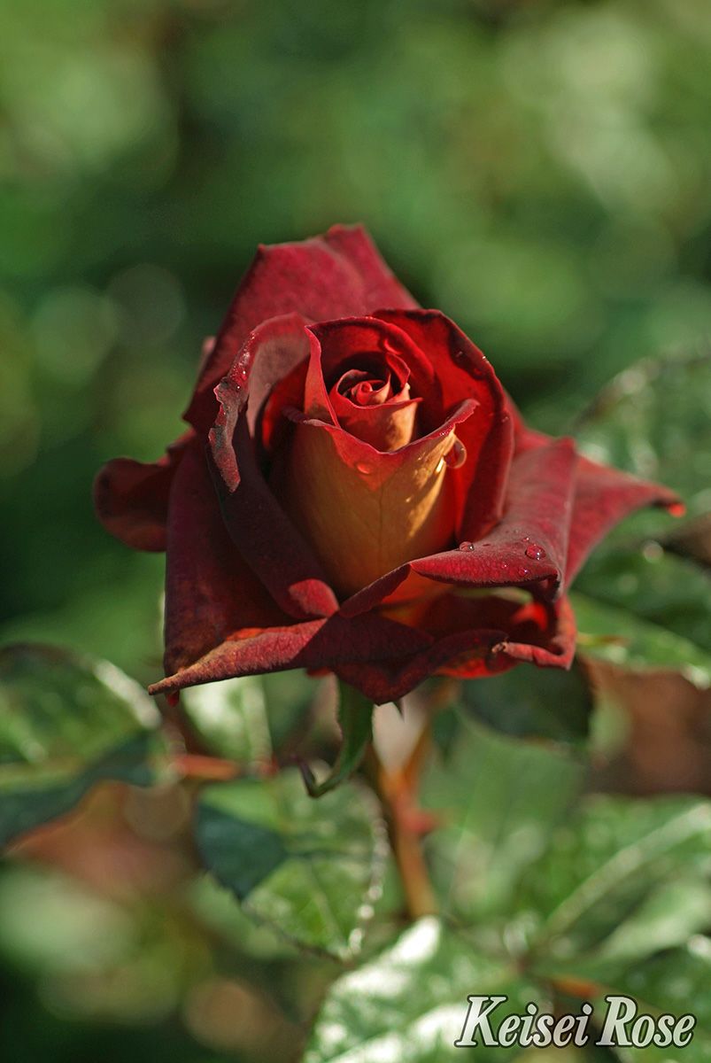 バラ苗ブラックゴールド