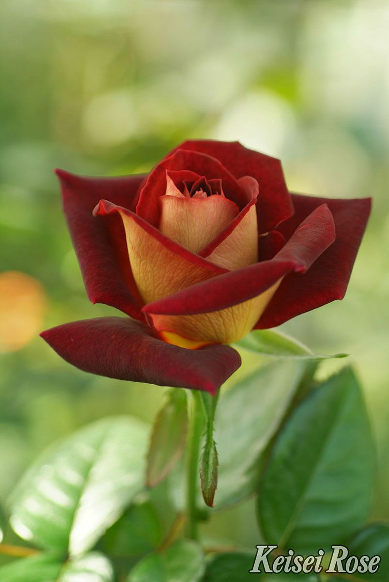 バラ苗ブラックゴールド