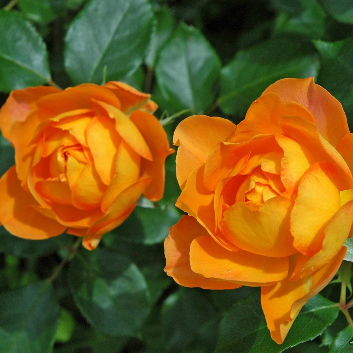 予約苗 バラ苗 【ハニーキャラメル】 (新苗) フロリバンダ 返り咲き中