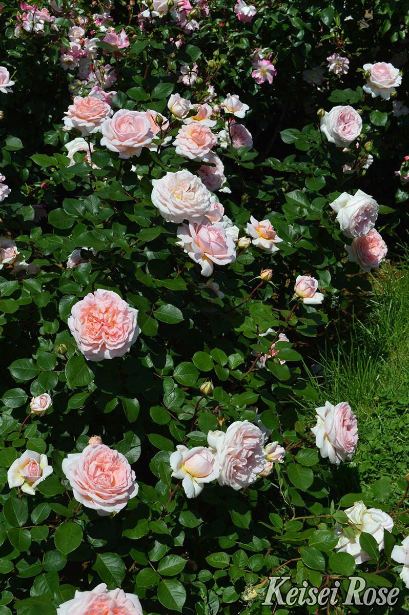 バラ苗メルヘンツァウバー