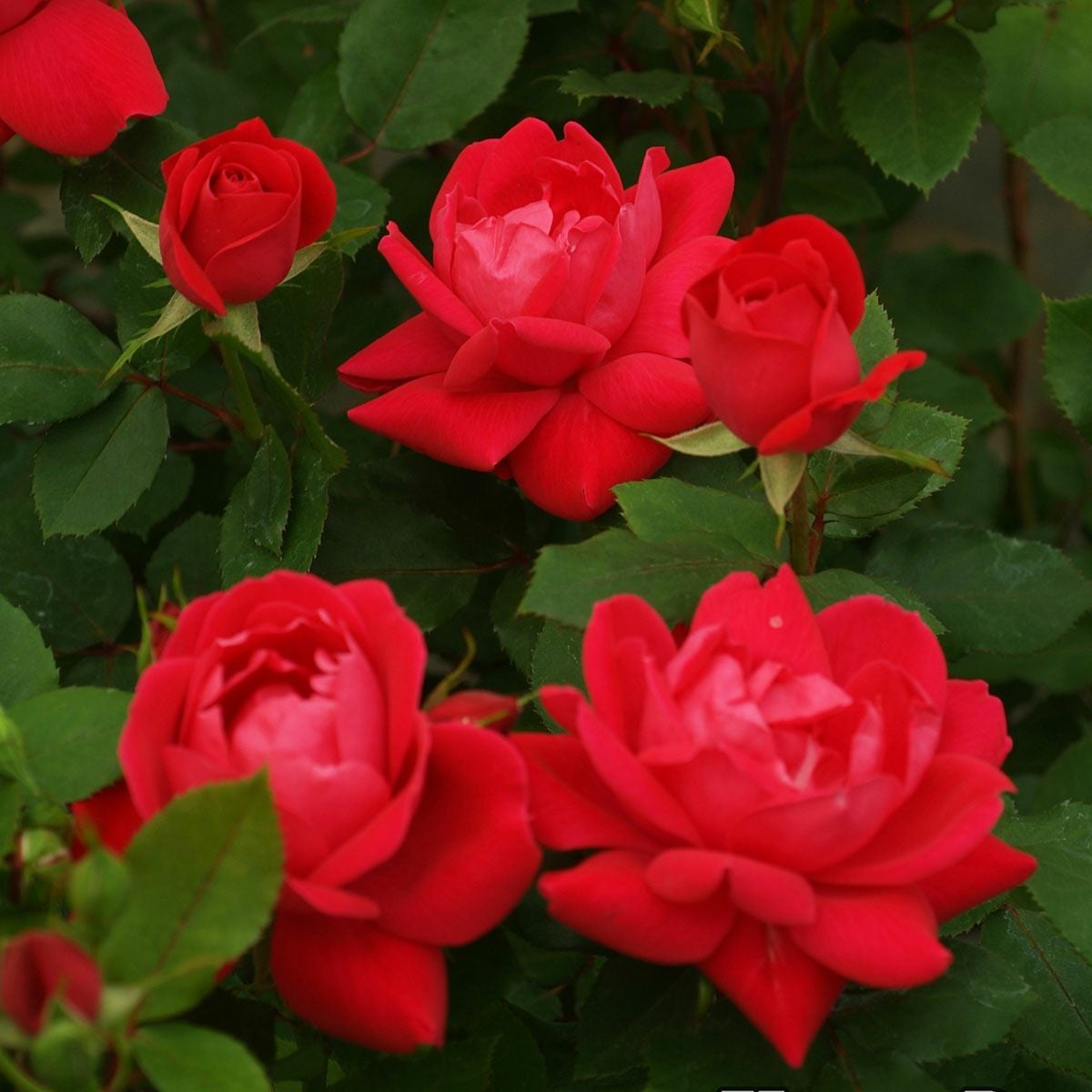 予約苗 バラ苗 【ダブルノックアウト】 (新苗) フロリバンダ 四季咲き