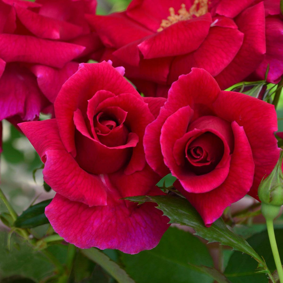 予約苗 バラ苗 【ラブストラック】 (新苗) つるバラ 四季咲き 中大輪