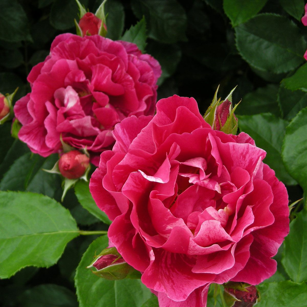 予約苗 バラ苗 【ギーサヴォア】 (新苗) シュラブ 半つる性 四季咲き