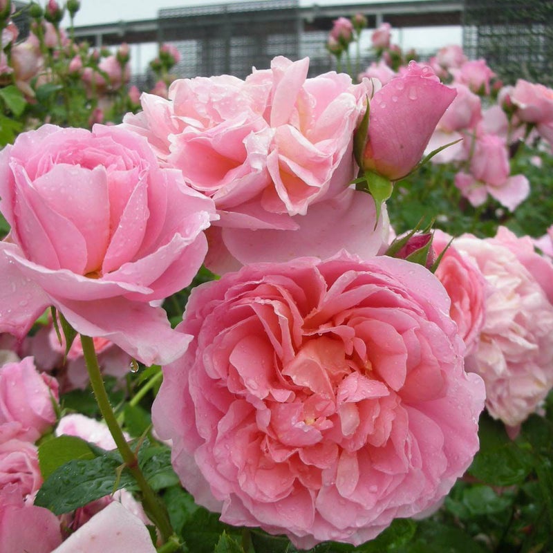 バラ苗 ダムドゥシュノンソー