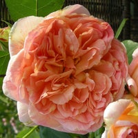 バラ苗つるパピデルバール