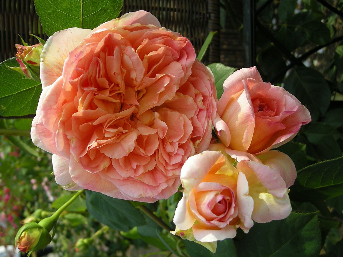 バラ苗つるパピデルバール