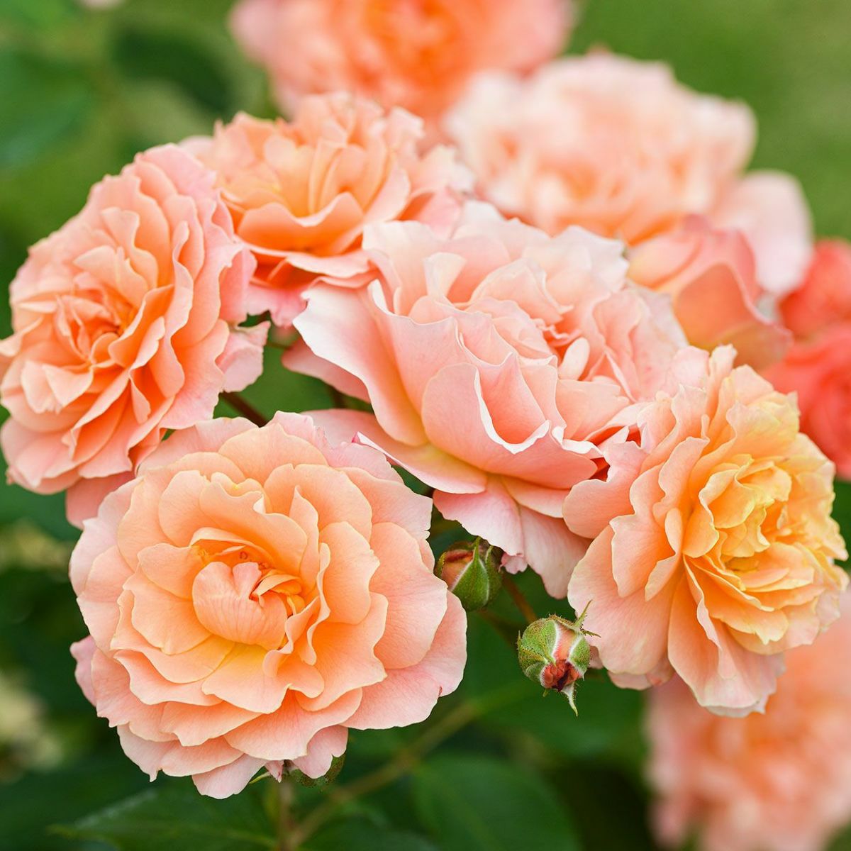 予約苗 バラ苗 【ボルデュールアブリコ】 (新苗) シュラブ 半つる性