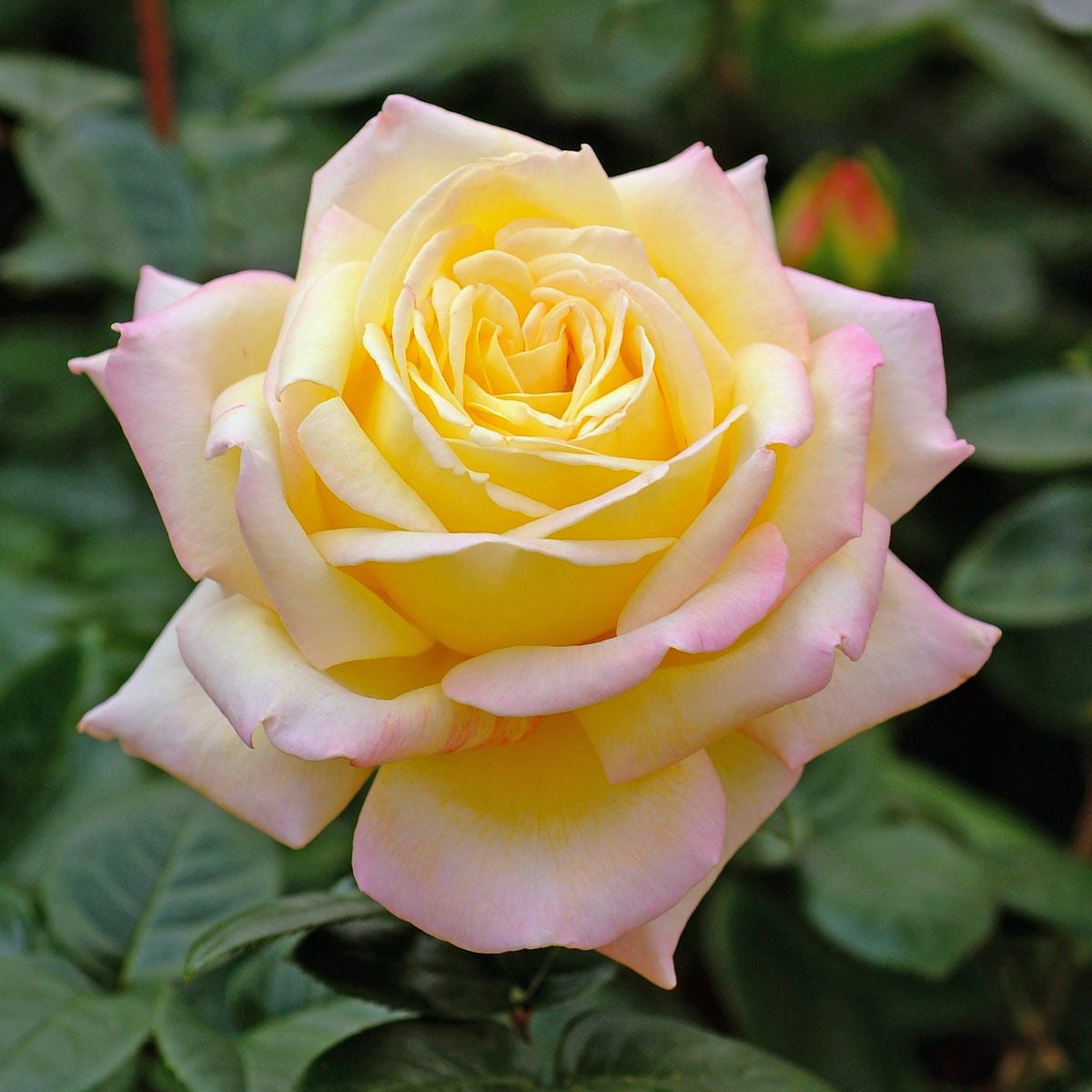 バラ苗 【ピース】 (アウトレット苗) ハイブリッドティー 四季咲き