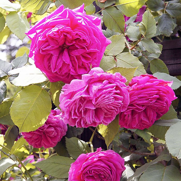 アウトレット】バラ苗 | THE ROSE SHOP｜バラ専門店 ザローズショップ