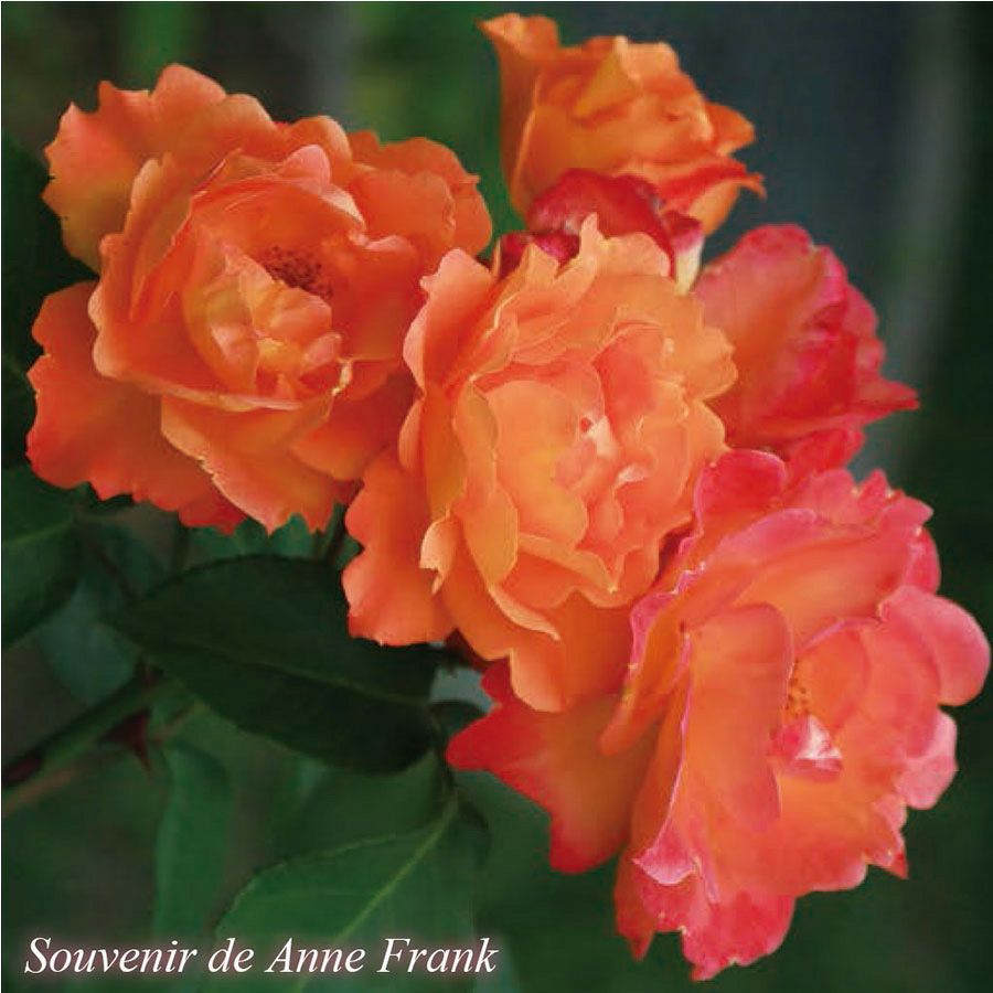 バラ苗 【アンネのバラ (スブニールドゥアンネフランク