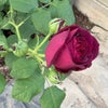 バラ苗 アストリットグレーンフィンハンデンベルク