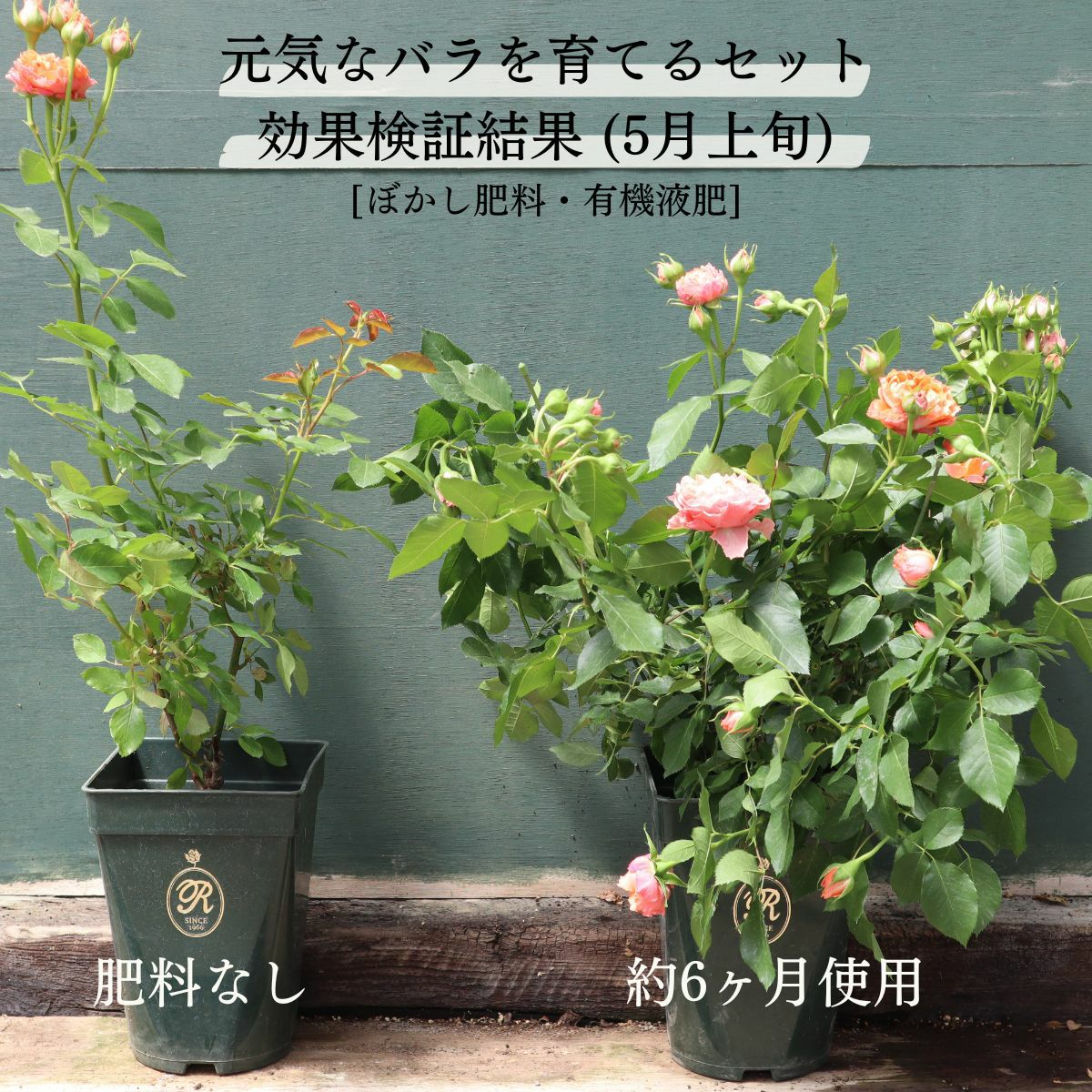 元気なバラを育てる肥料セット