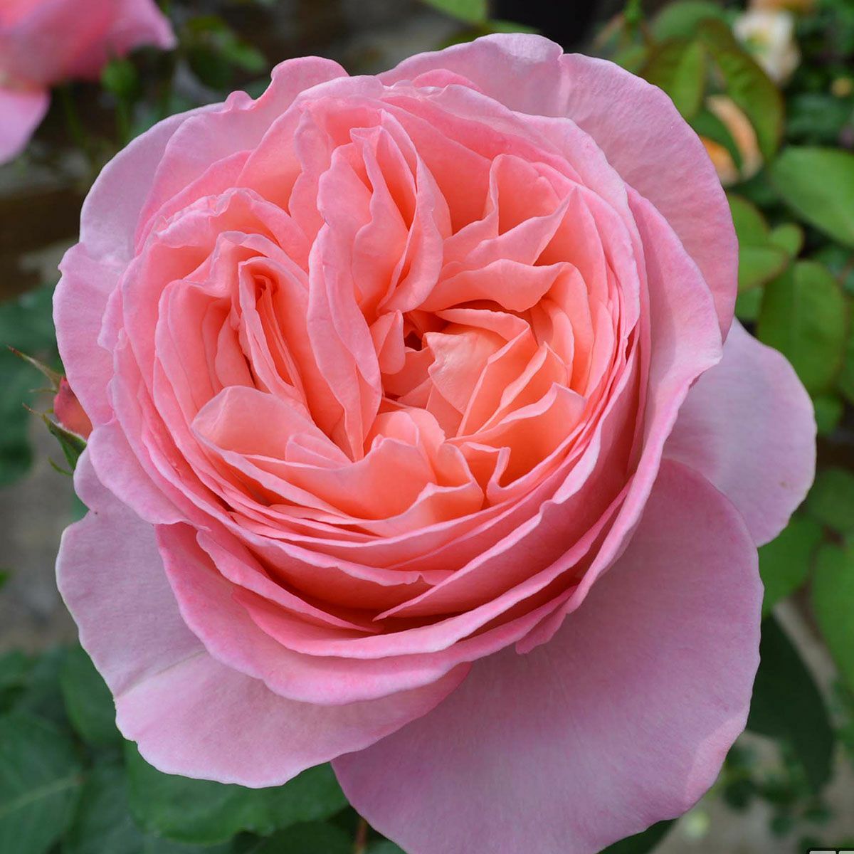 バラ苗マドモアゼルメイアン