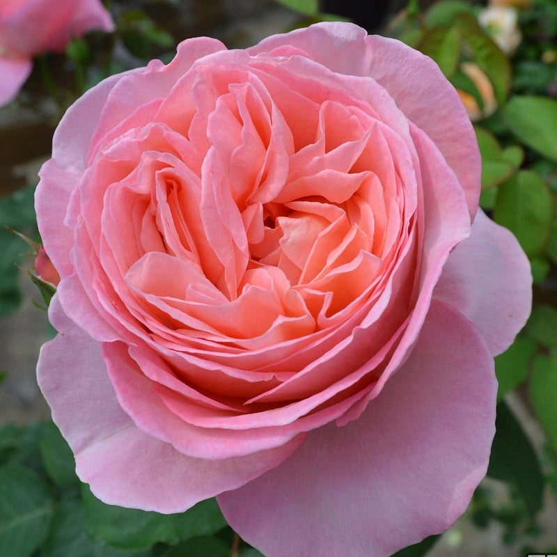 バラ苗マドモアゼルメイアン