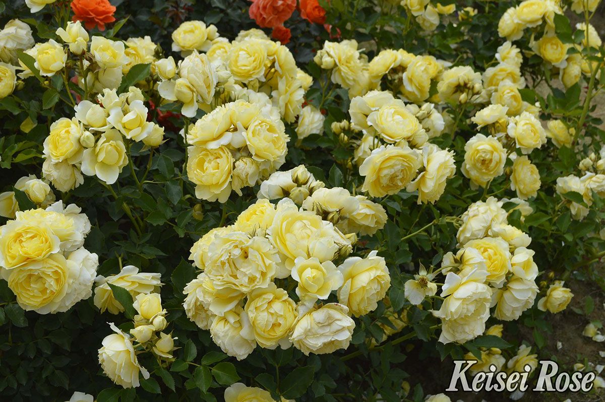 バラ苗恋きらら(こいきらら)